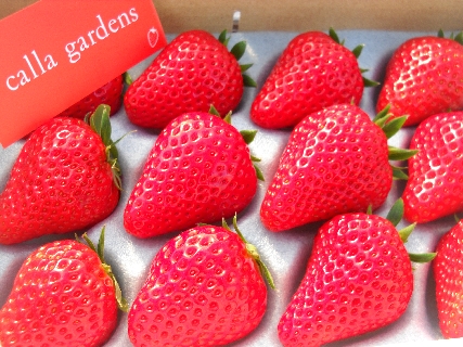 お送りするイメージ